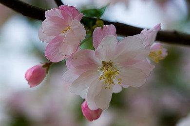 《浪漫沙加 吟游诗人之歌重制版》中文预告 3月30日发售